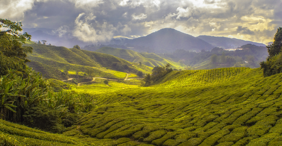 Kaziranga Wildlife & Tea Gardens