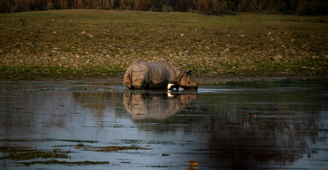 Kaziranga Wildlife & Tea Gardens