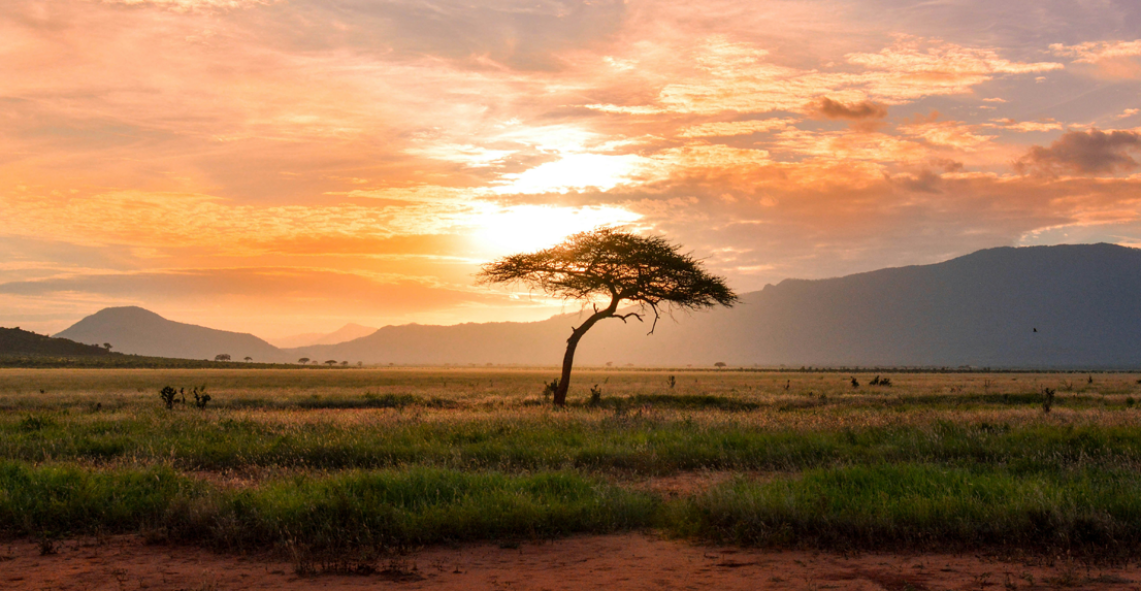 Kenya Safari Discovery