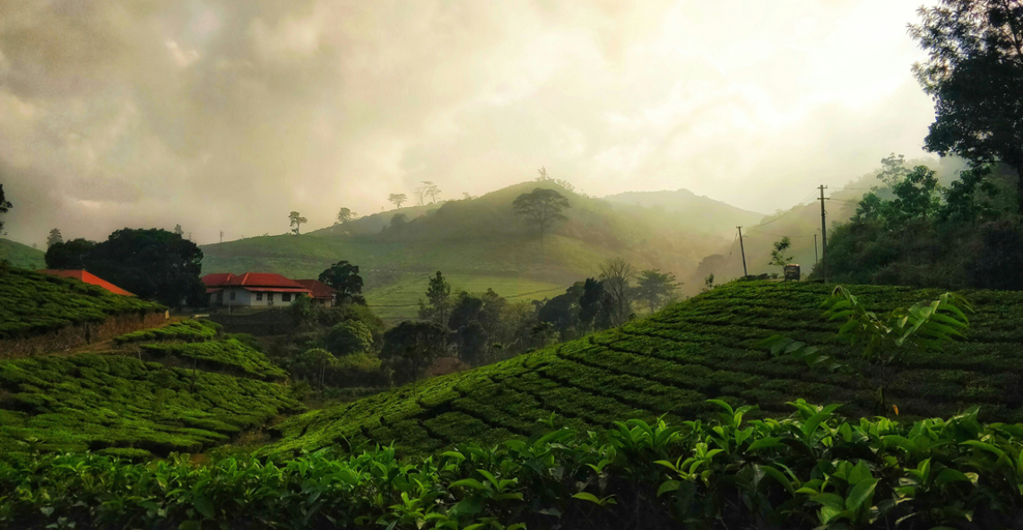 Kerala Nature & Backwaters