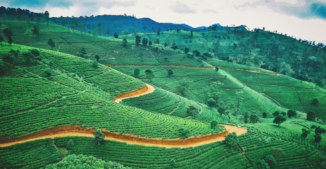 Sri Lanka Scenic Discovery