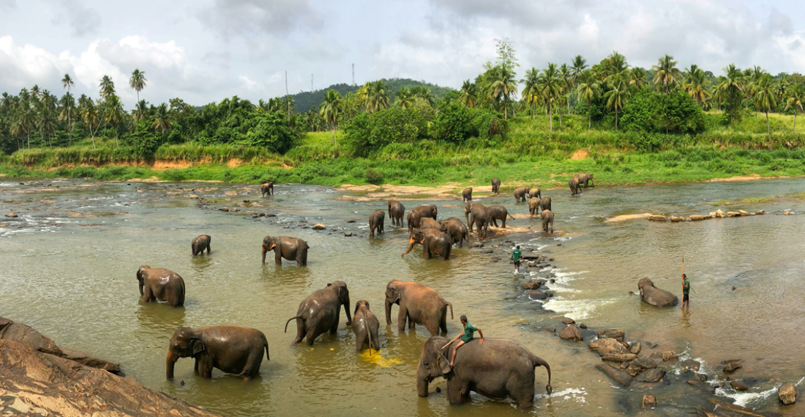 Sri Lanka Scenic Discovery