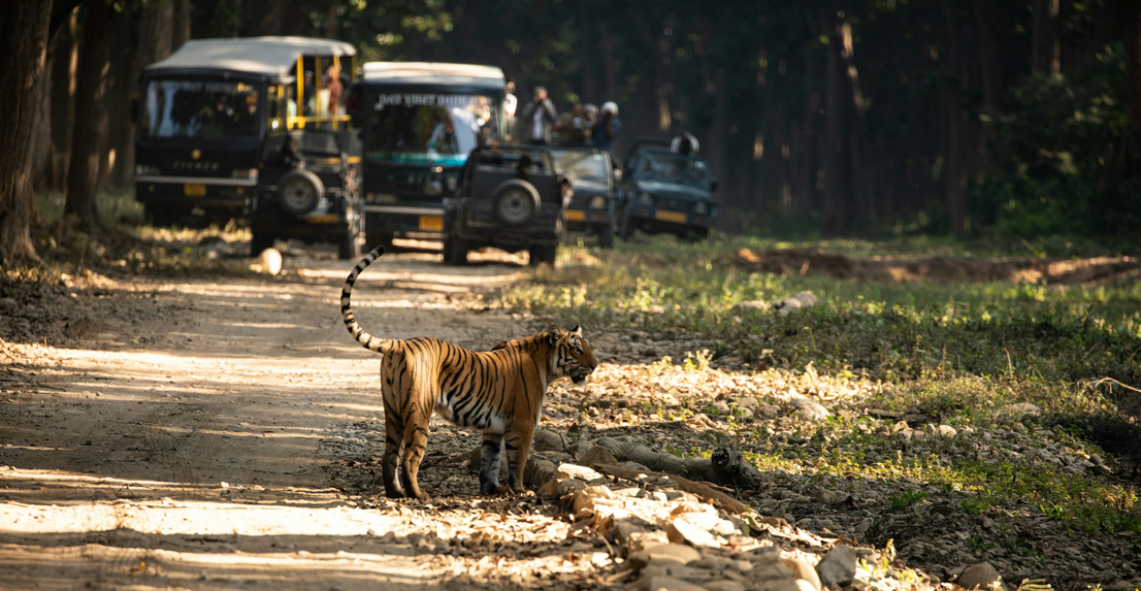 Uttarakhand Hills & Wildlife Escape